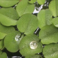 Salvinia